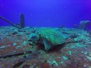 Hawaii Scuba divng 39