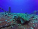 Hawaii Scuba divng 40