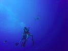 Hawaii Scuba divng 44