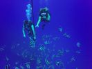 Hawaii Scuba divng 52