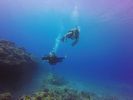 Hawaii Scuba divng 79