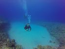 Hawaii Scuba divng 84