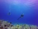 Hawaii Scuba divng 87