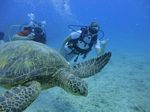 Hawaii Scuba divng 51