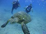 Hawaii Scuba divng 52