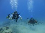 Hawaii Scuba divng 64