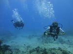 Hawaii Scuba divng 67