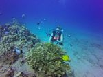 Hawaii Scuba divng 13