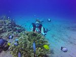 Hawaii Scuba divng 15