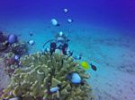 Hawaii Scuba divng 17