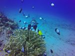 Hawaii Scuba divng 18