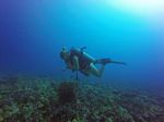 Hawaii Scuba divng 26