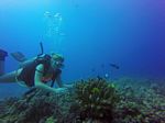 Hawaii Scuba divng 32