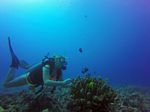 Hawaii Scuba divng 33