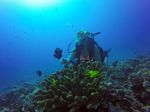 Hawaii Scuba divng 35