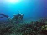 Hawaii Scuba divng 36