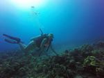 Hawaii Scuba divng 37