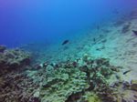 Hawaii Scuba divng 47