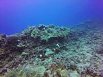 Hawaii Scuba divng 48