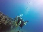 Hawaii Scuba divng 72