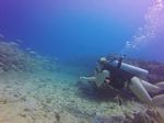 Hawaii Scuba divng 74