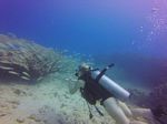 Hawaii Scuba divng 76