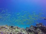 Hawaii Scuba divng 81