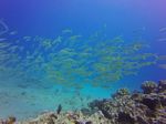 Hawaii Scuba divng 82