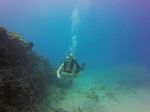 Hawaii Scuba divng 89