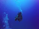 Hawaii Scuba divng 11