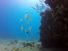 Hawaii Scuba divng 46