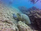 Hawaii Scuba divng 47