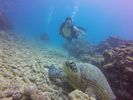 Hawaii Scuba divng 48