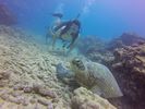 Hawaii Scuba divng 49