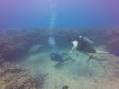 Hawaii Scuba divng 57