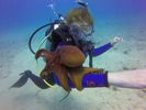 Hawaii Scuba divng 74