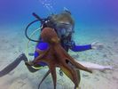 Hawaii Scuba divng 78