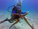 Hawaii Scuba divng 79