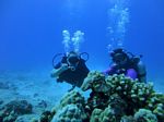 Hawaii Scuba divng 19