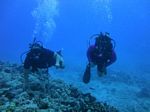 Hawaii Scuba divng 21