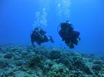 Hawaii Scuba divng 23