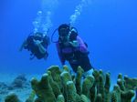 Hawaii Scuba divng 26