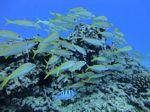 Hawaii Scuba divng 40