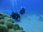 Hawaii Scuba divng 46