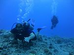 Hawaii Scuba divng 52