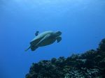 Hawaii Scuba divng 25