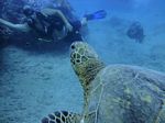 Hawaii Scuba divng 26