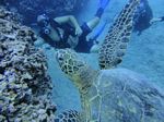 Hawaii Scuba divng 27