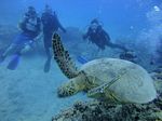 Hawaii Scuba divng 28