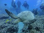 Hawaii Scuba divng 29